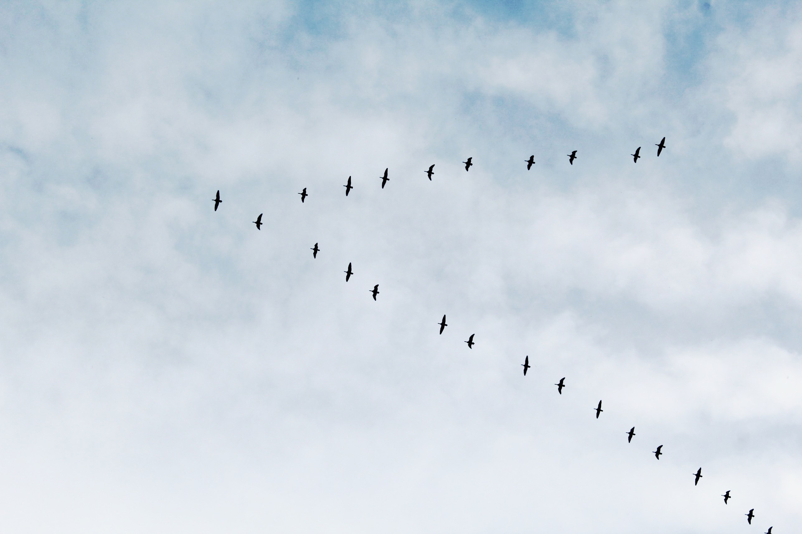 Geese flying in a V formation across a gray, clouded sky