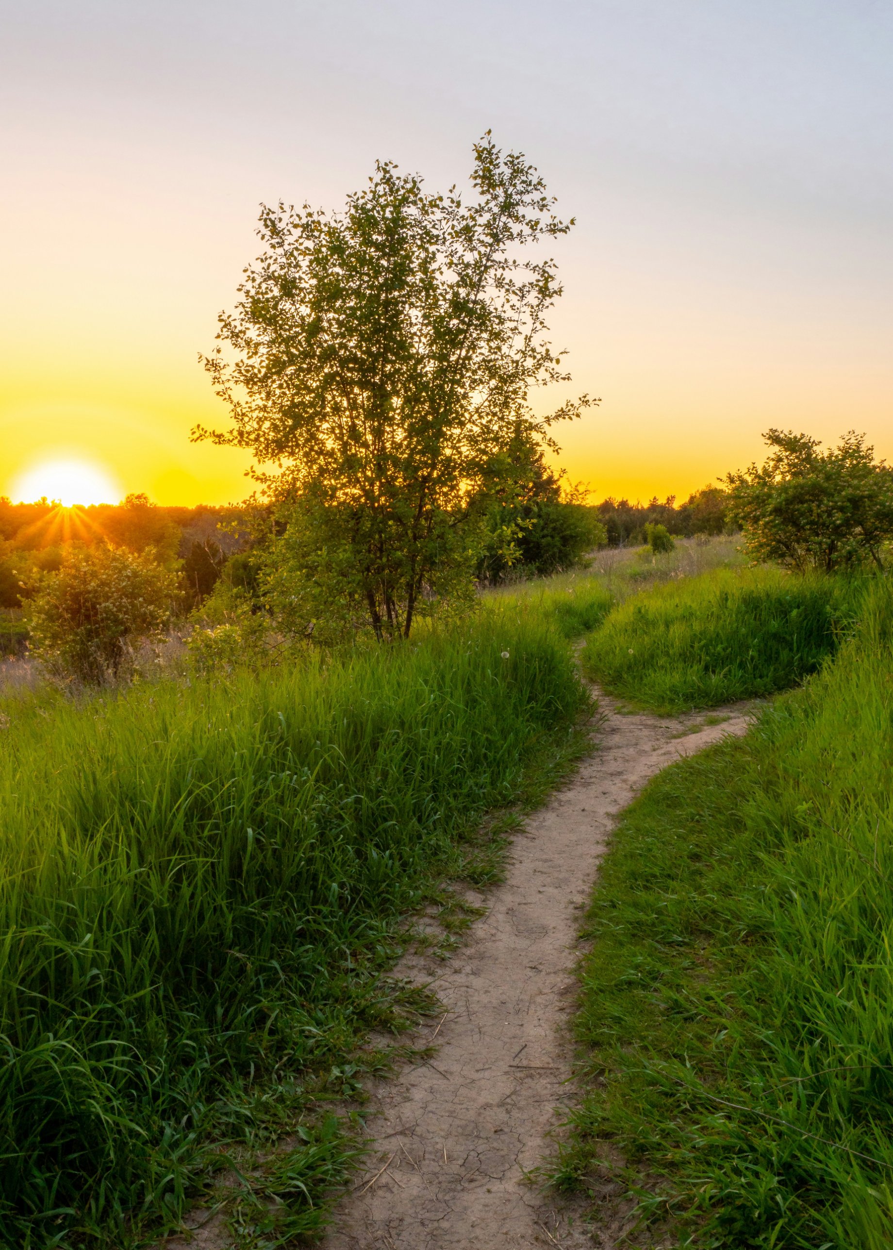 A winding footpath through tall grass toward the rising sun