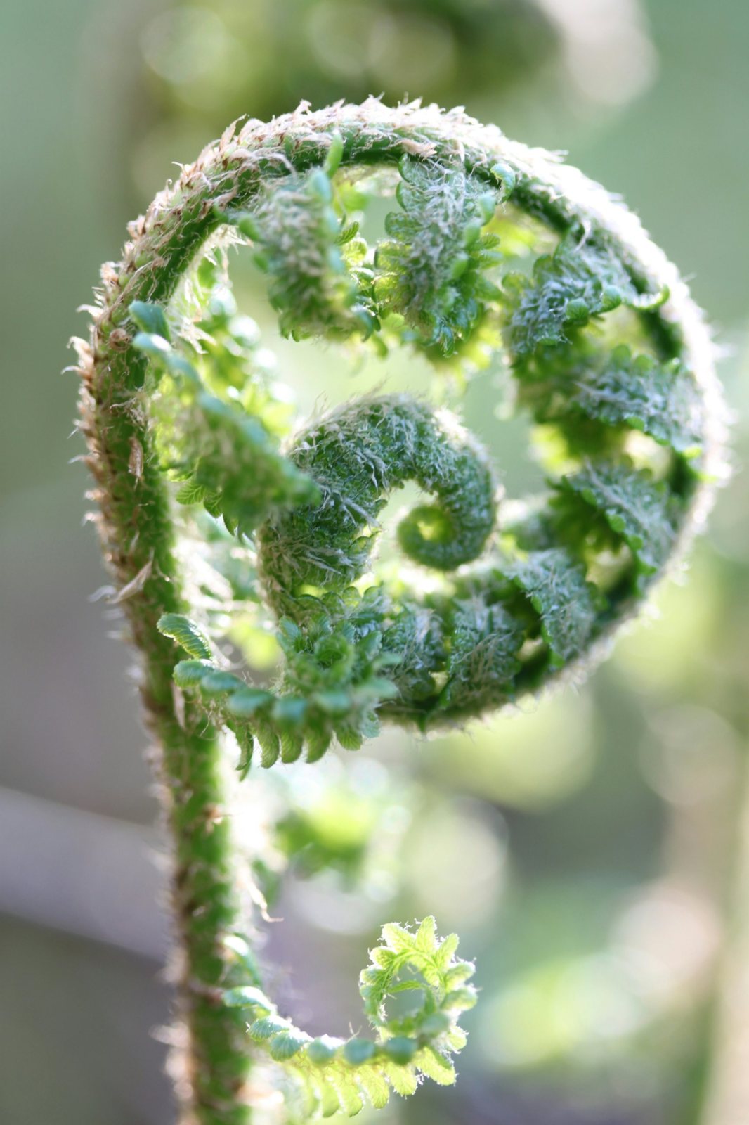 A young fern frond unfurling in soft light