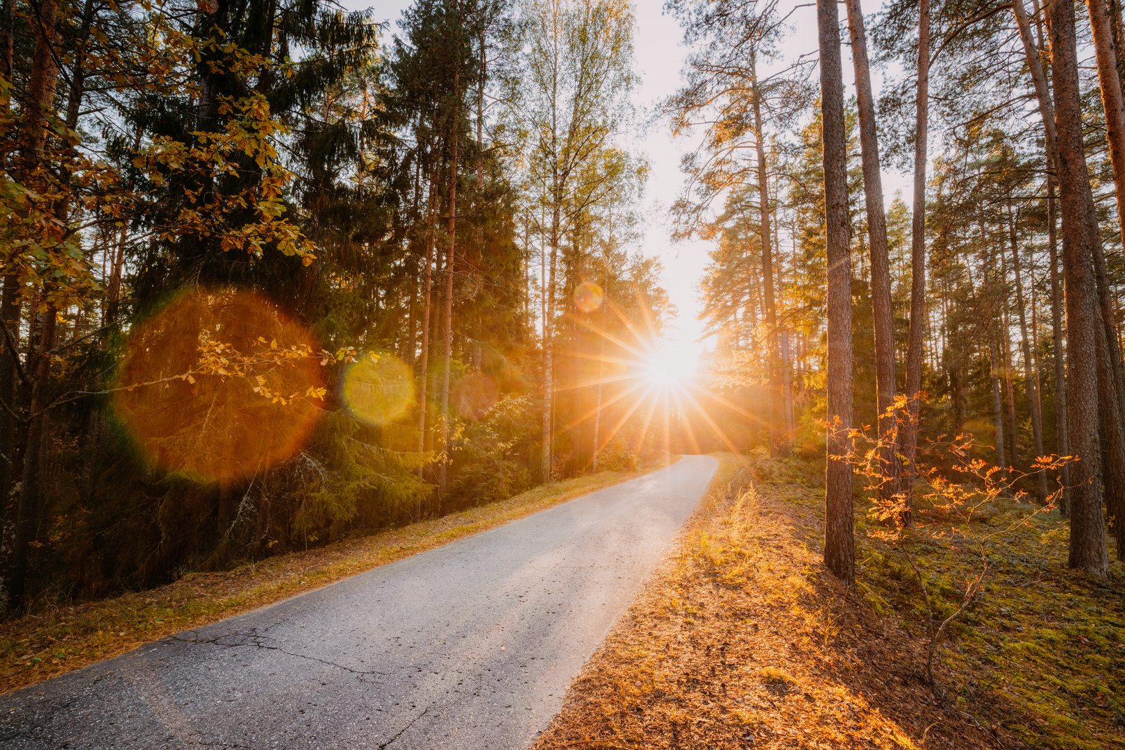 Sunlight on a road through a forest